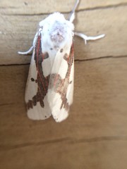 Euerythra phasma