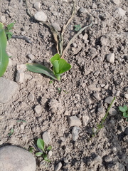 Zea mays mays