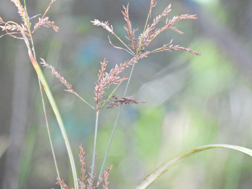 Image of Cyperus exaltatus by (c) Scott W. Gavins, some rights reserved (CC BY)