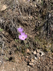 Clarkia dudleyana