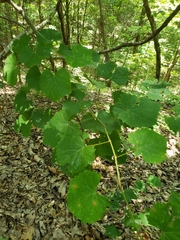 Vitis rotundifolia rotundifolia