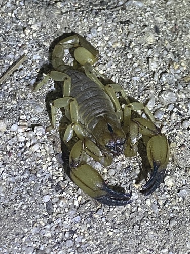 iNaturalist observation photo of California Swollenstinger Scorpion