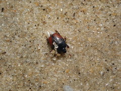 Hypocaccus dimidiatipennis