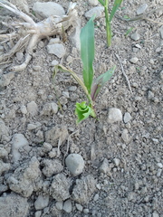 Zea mays mays