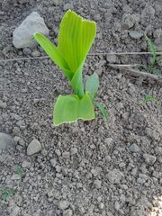 Zea mays mays