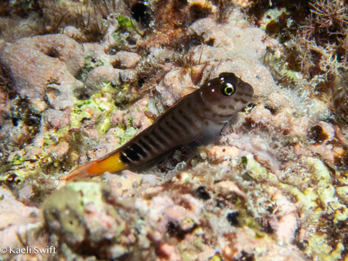 Cirripectes quagga observed 2024-06-30