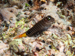 Zebra Blenny photo 2
