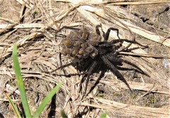 Pardosa milvina