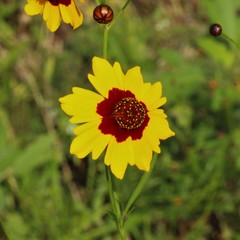 Coreopsis tinctoria