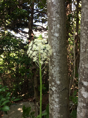 Xerophyllum asphodeloides