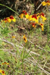 Coreopsis tinctoria