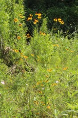 Coreopsis tinctoria