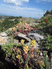 Sedum oregonense