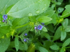 Pentaglottis sempervirens