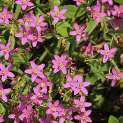 Centaurium