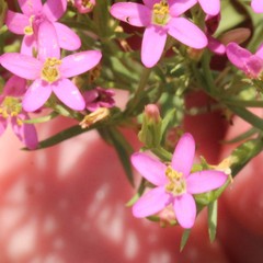 Centaurium