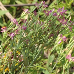Centaurium