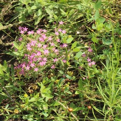 Centaurium