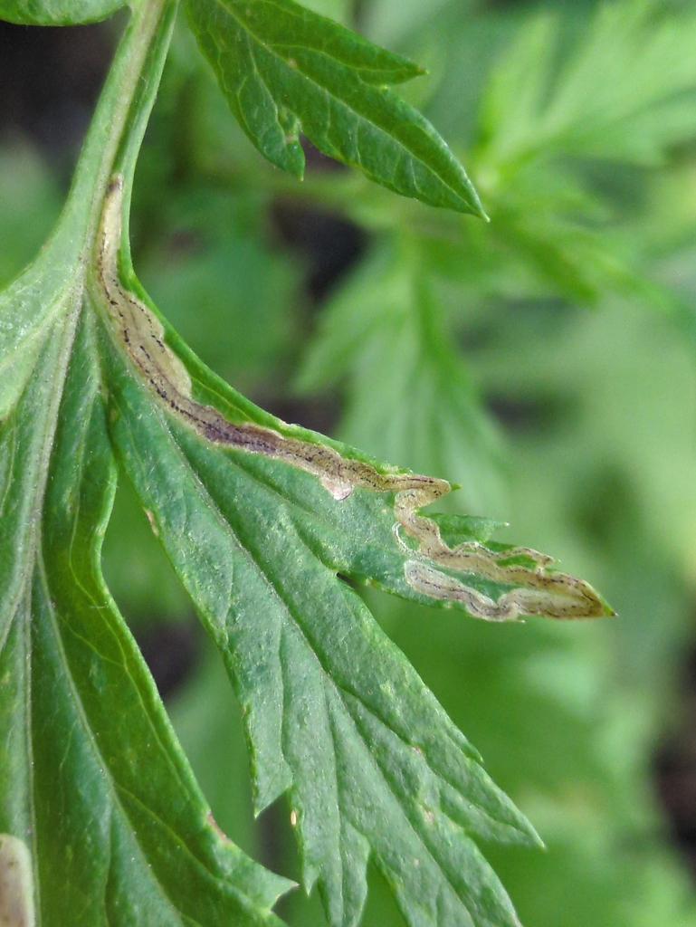 Liriomyza demeijerei