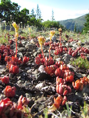 Sedum oregonense