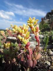 Sedum oregonense