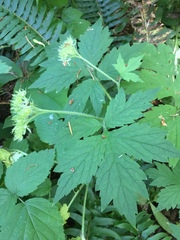 Hydrophyllum tenuipes