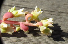 Sedum oregonense