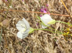Clarkia cylindrica
