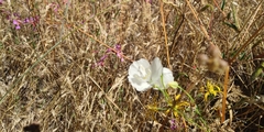Clarkia cylindrica