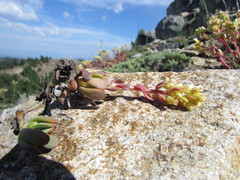 Sedum oregonense