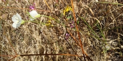 Clarkia cylindrica