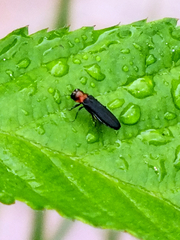 Agrilus ruficollis