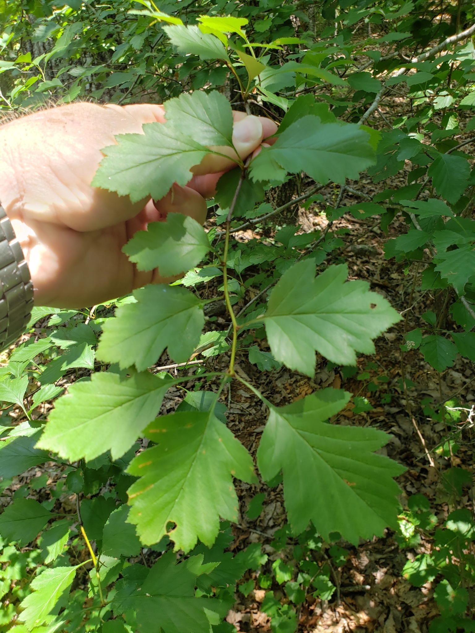 Crataegus pulcherrima