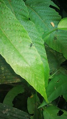 Gigantiops destructor