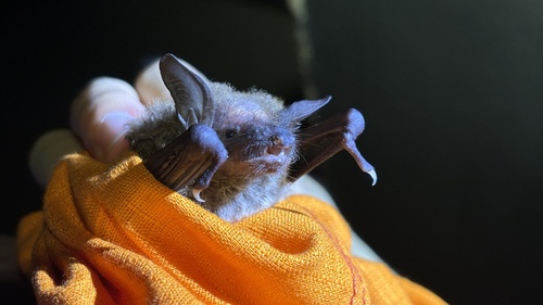 Myotis pilosus observed 2024-07-11