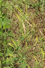 Melilotus officinalis