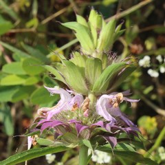 Monarda citriodora
