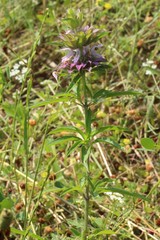 Monarda citriodora