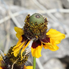 Rudbeckia amplexicaulis