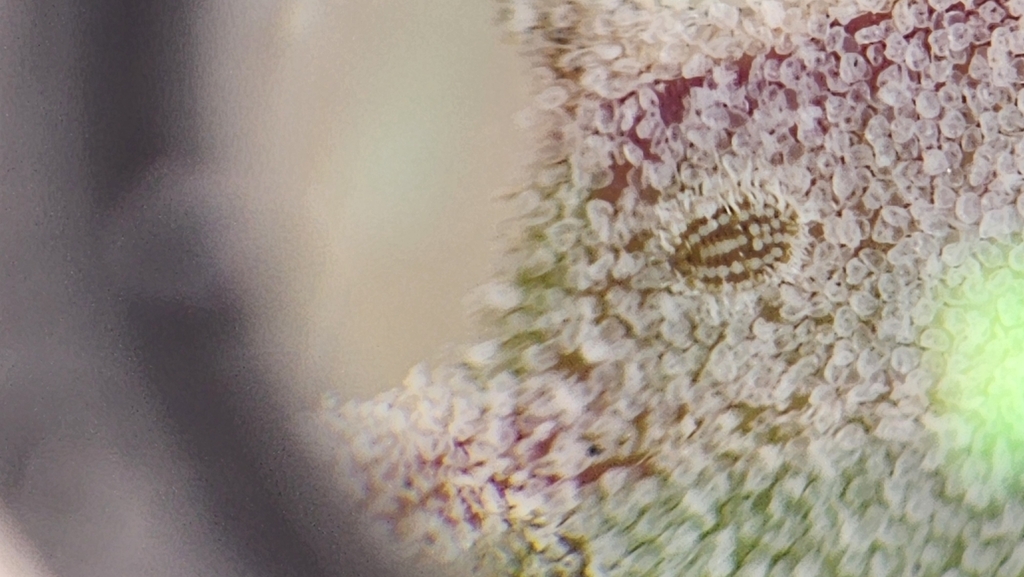 Bemisia capitata