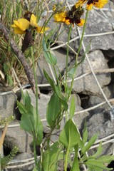 Rudbeckia amplexicaulis
