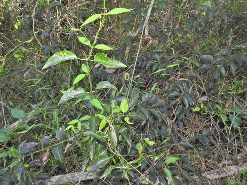 Image of Jasminum simplicifolium by (c) Scott W. Gavins, some rights reserved (CC BY)