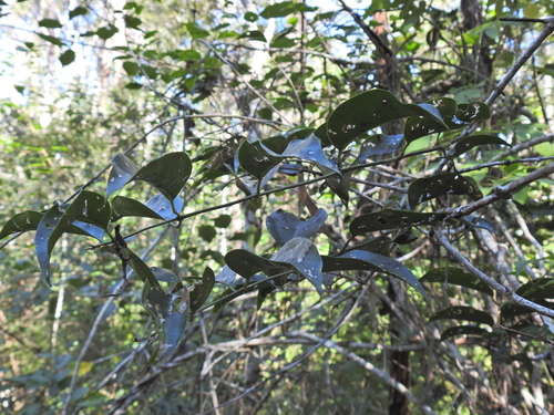 Image of Jasminum simplicifolium by (c) Scott W. Gavins, some rights reserved (CC BY)