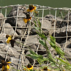 Rudbeckia amplexicaulis