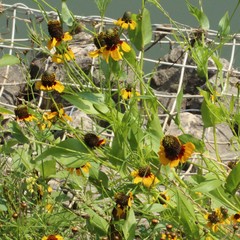 Rudbeckia amplexicaulis