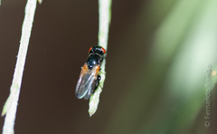 Ulidia apicalis