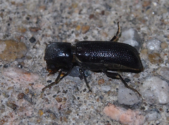 Bostrychopsis parallela