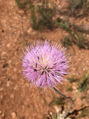 Cirsium neomexicanum