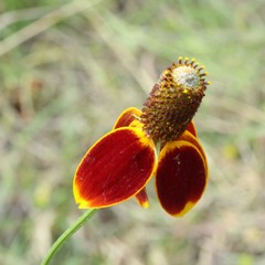 Ratibida columnifera