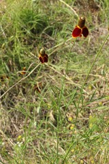 Ratibida columnifera